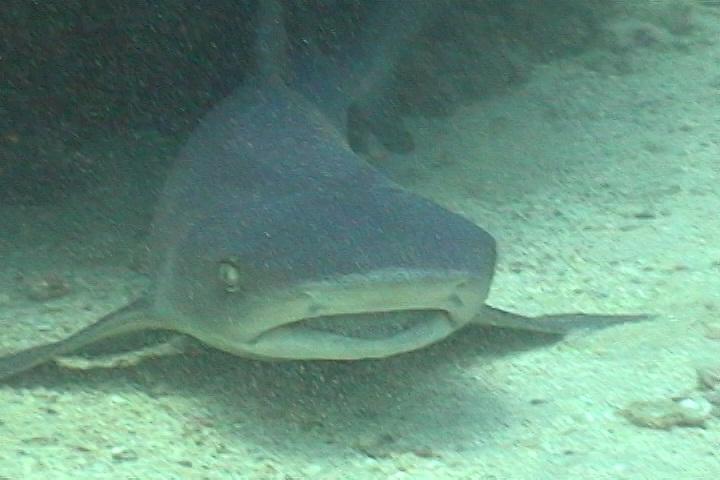 White tip reef shark