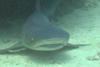 White tip reef shark