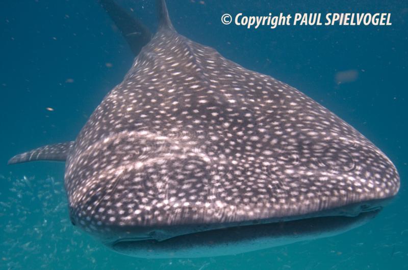 WHALE SHARK - HOLBOX, MX