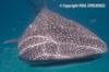 WHALE SHARK - HOLBOX, MX