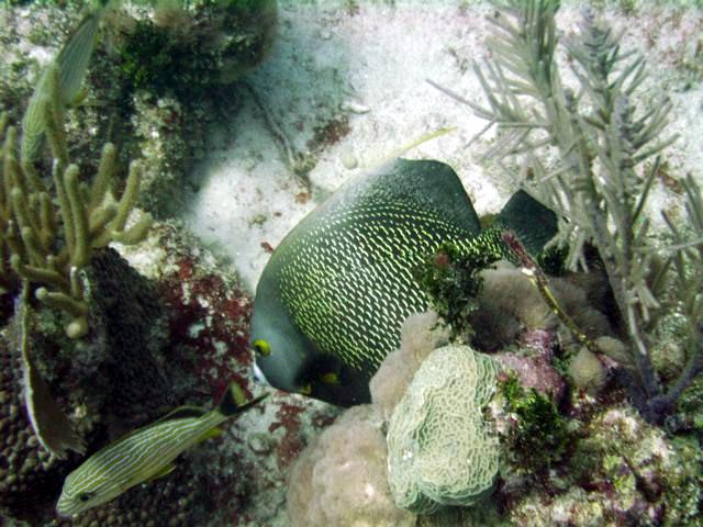 Angel fish - Playa del Carmen, MX