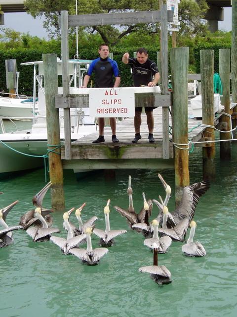 Pelicans at dinner