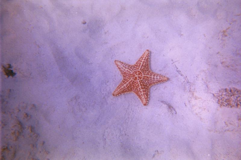 Star fish