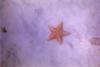 Star fish