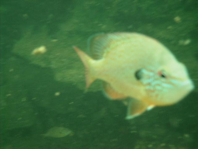 Fish at Beaver Lake Arkansas