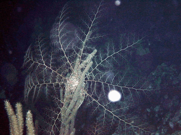 basket Starfish at Roatan