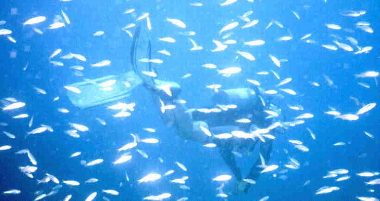 Fish Soup at Parque Mochima, Venezuela