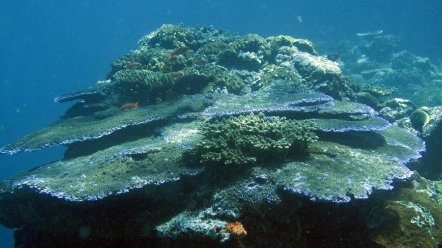 Tepekong - Candi Dasa - Bali