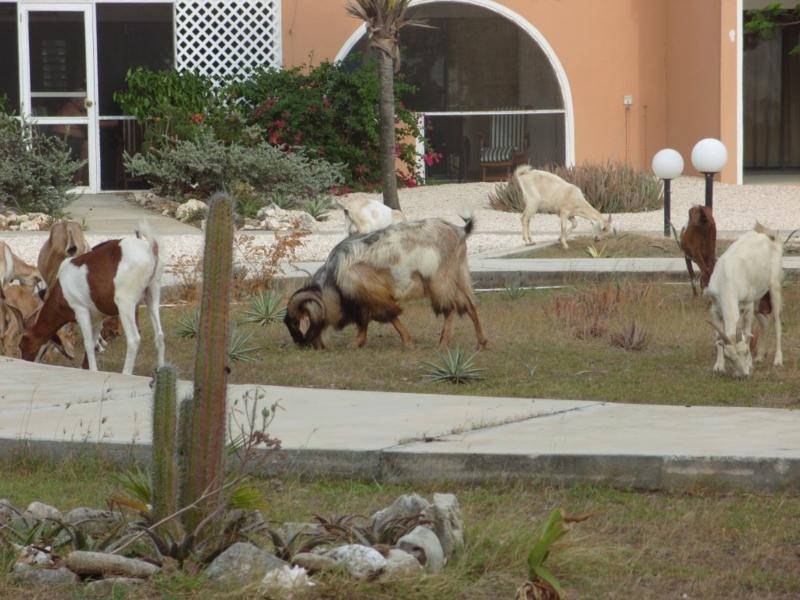 Bonaire’s verison of deer outside Sand Dollar Condos