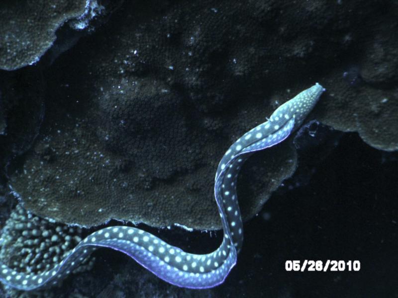 Sharp Tailed eel - Bonaire 2010