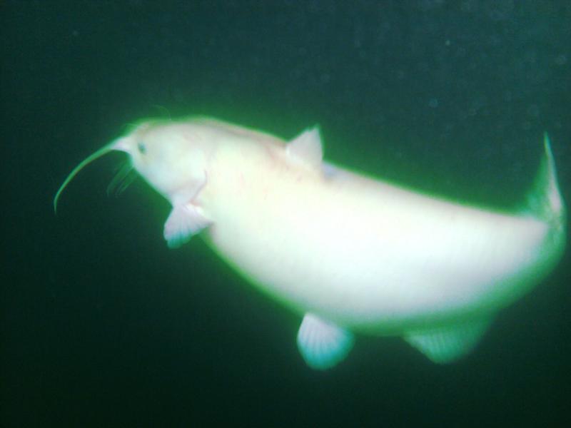 Large Albino Catfish - Mermet Springs