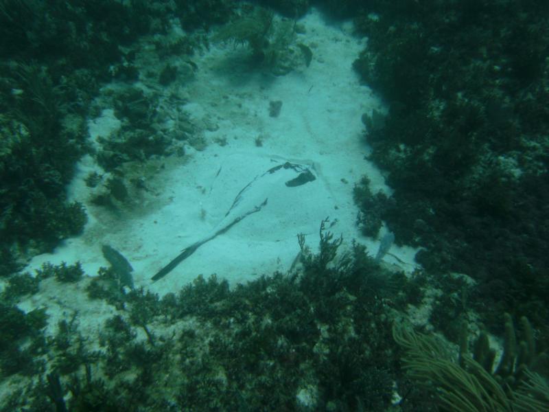 Black Tip Reef