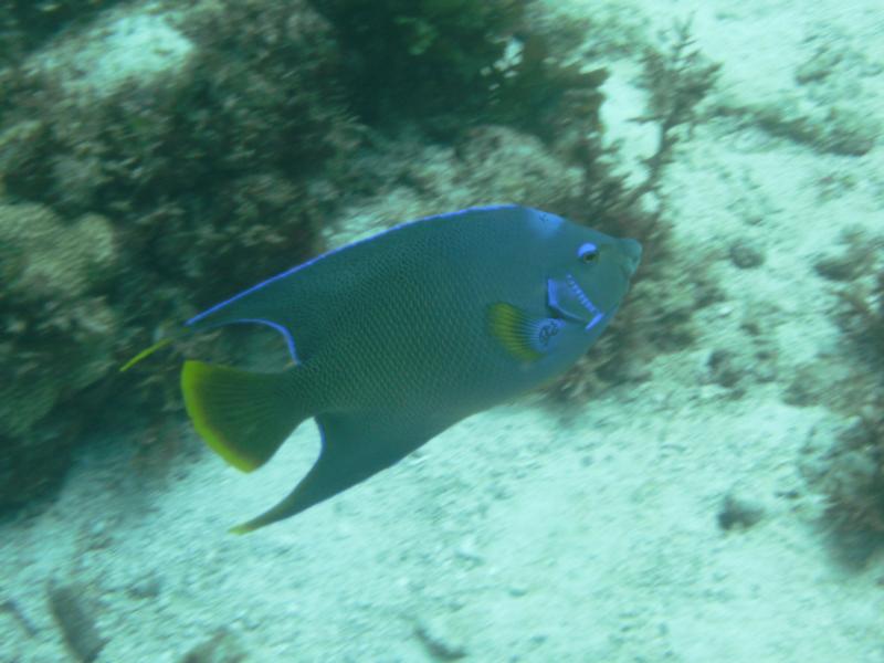 Black Tip Reef