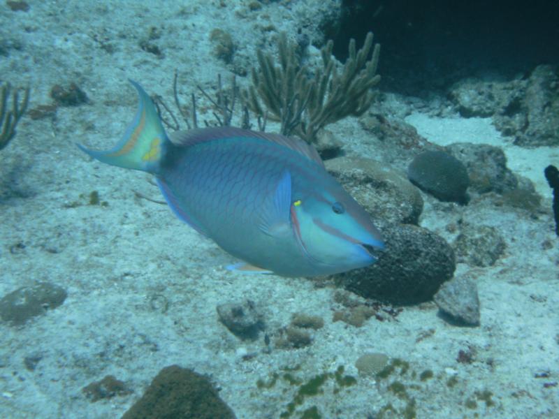 Paradise Reef - Cozumel