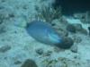 Paradise Reef - Cozumel