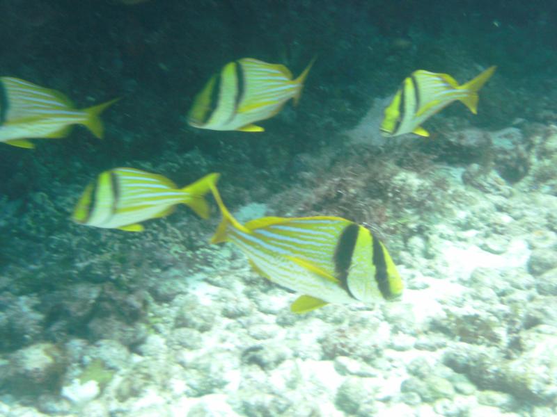 Black Tip Reef