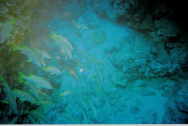 Cozumel