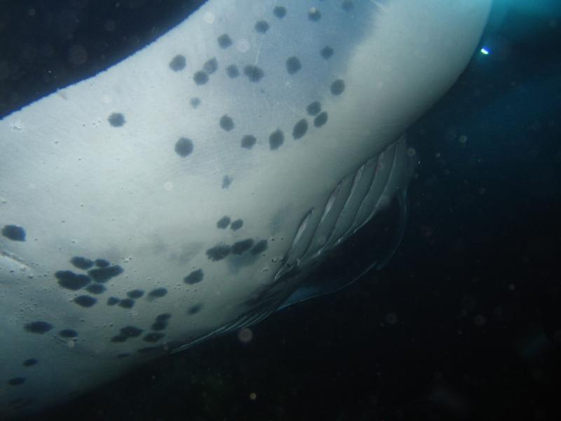 Manta Dive, Big Island