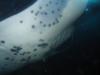 Manta Dive, Big Island