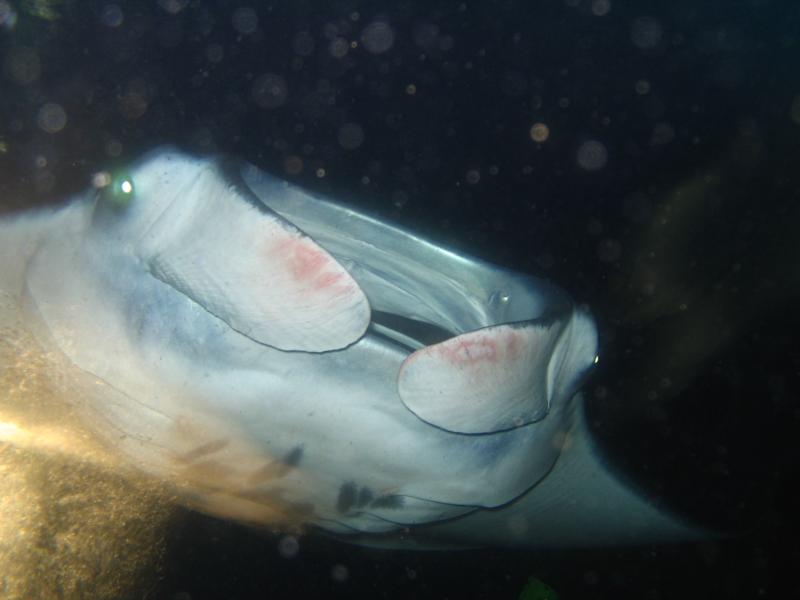 Manta Dive, Big Island