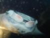 Manta Dive, Big Island