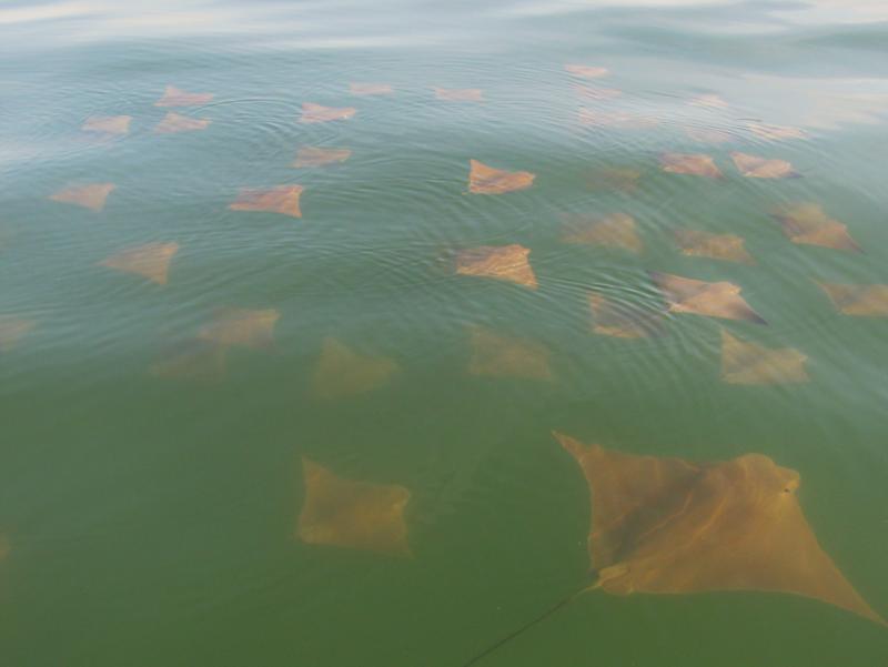 RAYS