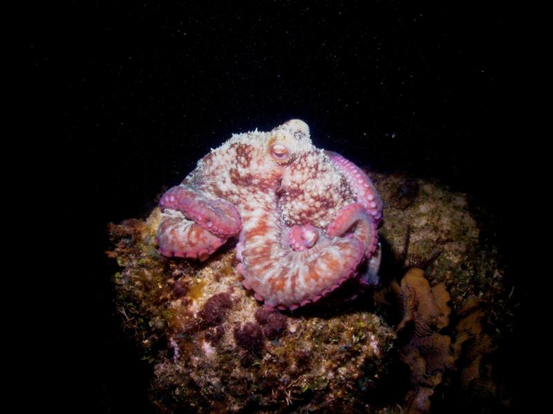 Caribbean Reef Octopus (Night), Roatan