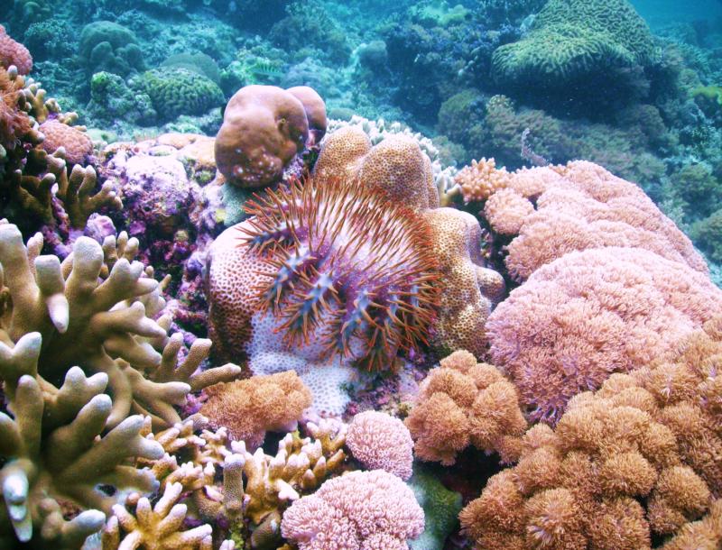 Crown of Thorns Starfish, Indonesia