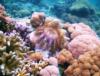 Crown of Thorns Starfish, Indonesia