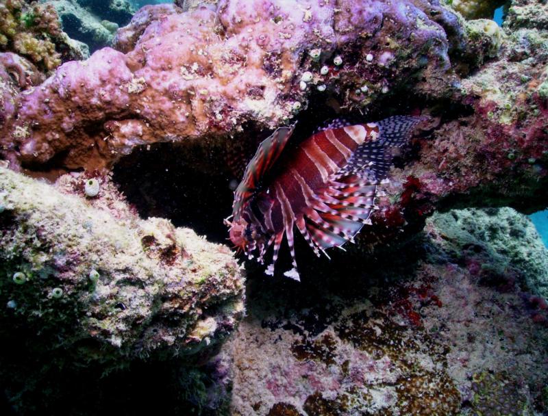 Indo-Pacific Red Firefish, Indonesia