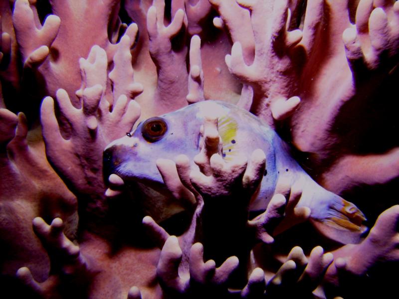 Spotted Puffer, Indonesia