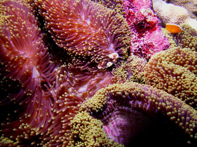 Skunk Anenome Fish with Porceline Crab, Indonesia