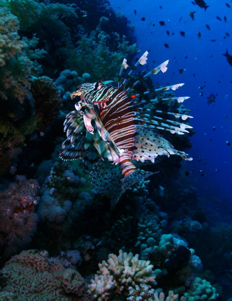 Common Lionfish, Egypt