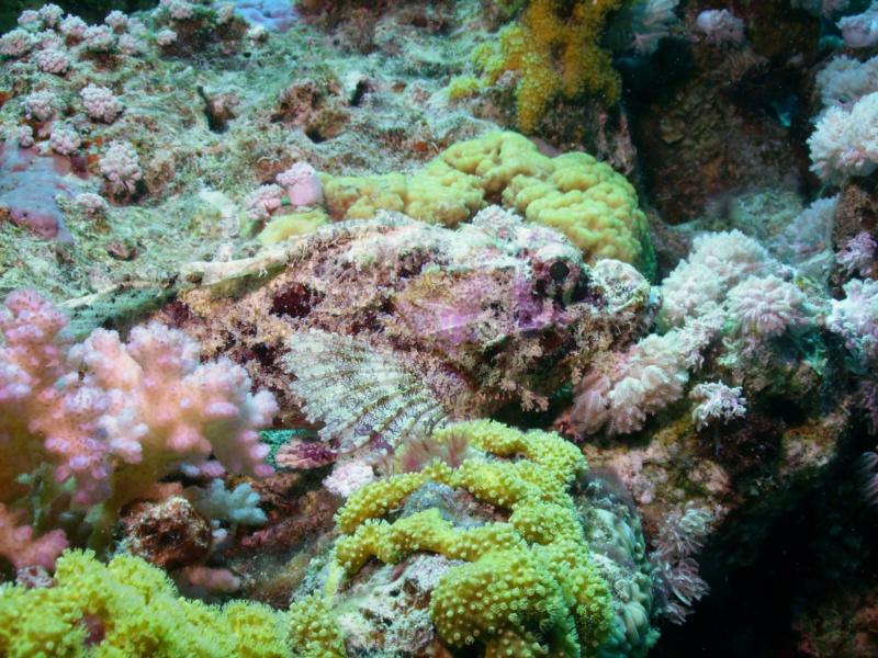 Bearded Scorpionfish, Egypt