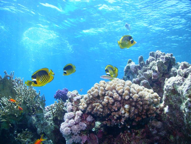 Raccoon Butterfly Fish over reef, Egypt