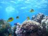 Raccoon Butterfly Fish over reef, Egypt