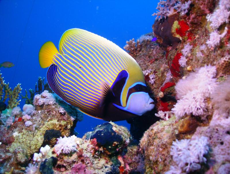 Emperor Angelfish, Egypt