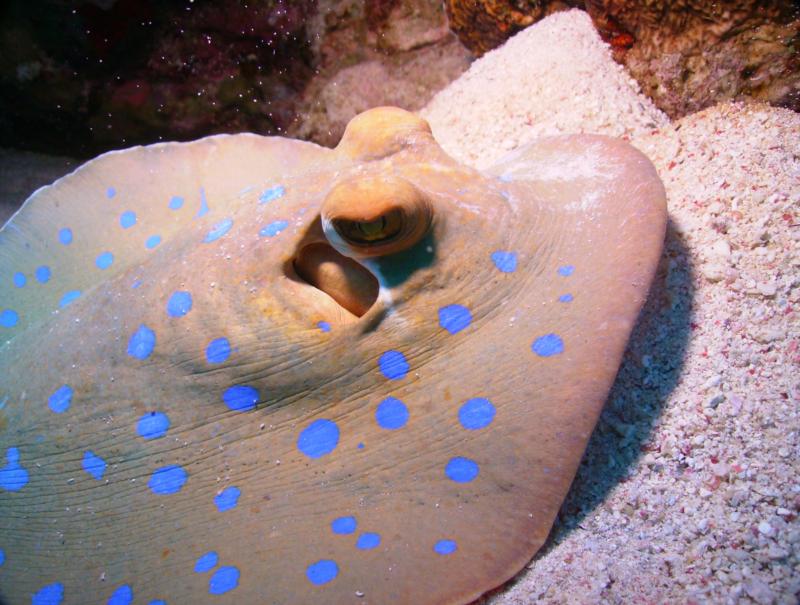 Blue-Spotted Stingray, Egypt