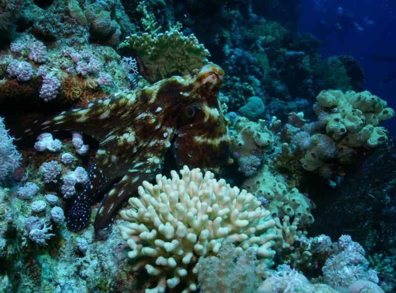 Common Octopus, Egypt