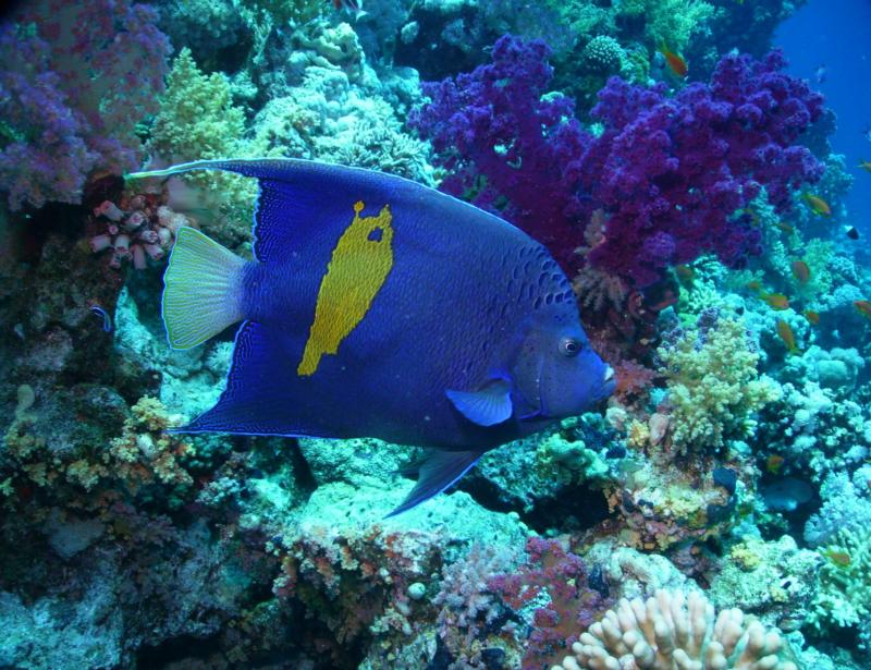 Yellow-Bar Angelfish, Egypt