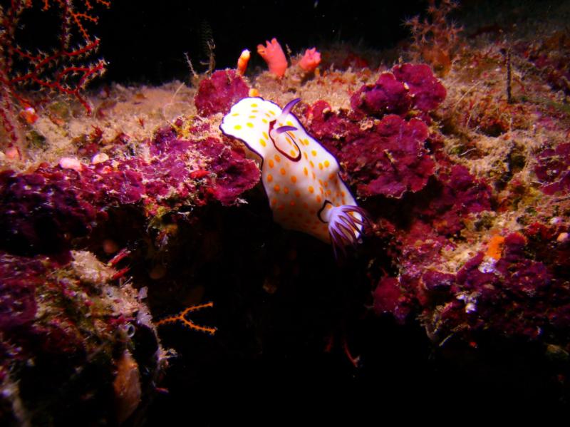 Nudibranch (Chromodoris annulata), Egypt