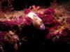 Nudibranch (Chromodoris annulata), Egypt