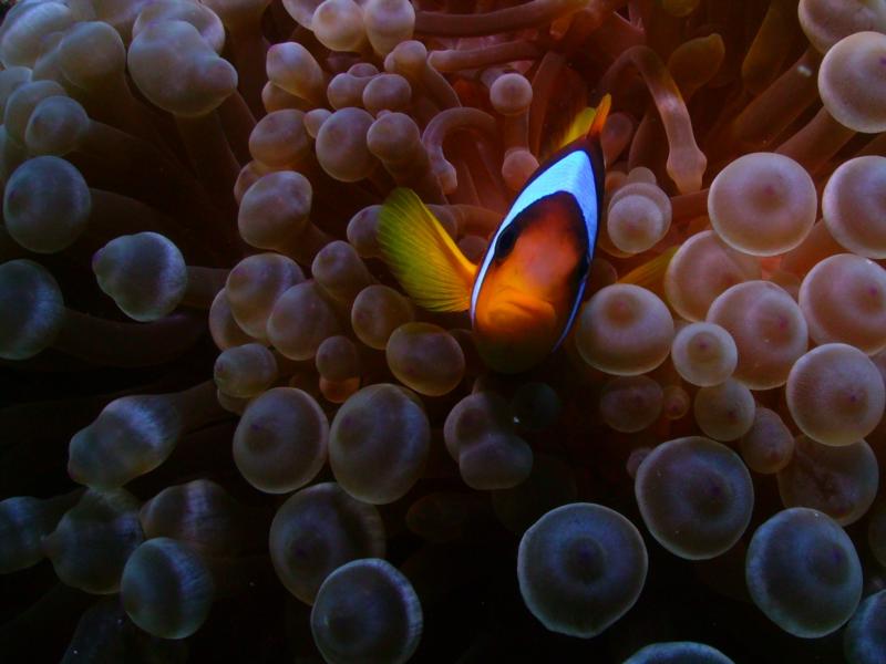 Red Sea Anenomefish (Close-Up), Egypt