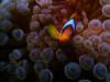 Red Sea Anenomefish (Close-Up), Egypt