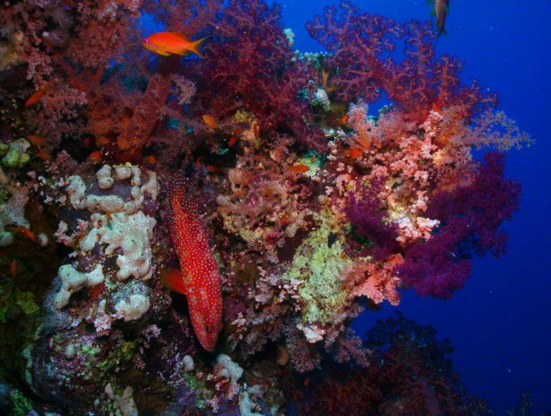 Red Sea Reef, Egypt