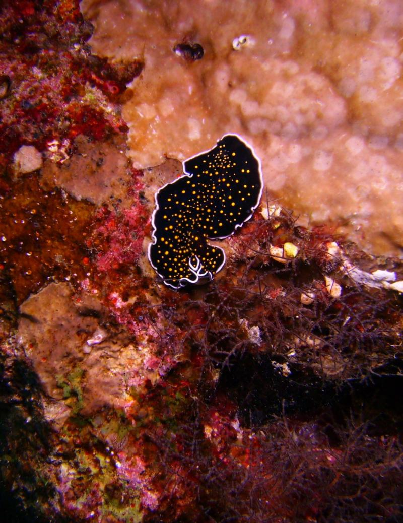 Flat Worm (Thysanozoon sp.), Egypt