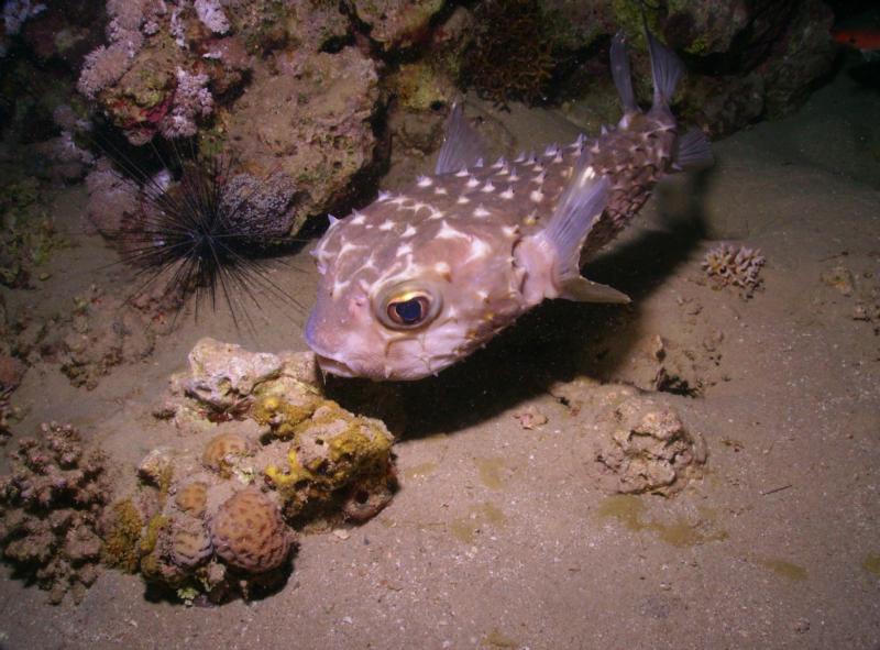 Burrfish (Night), Egypt