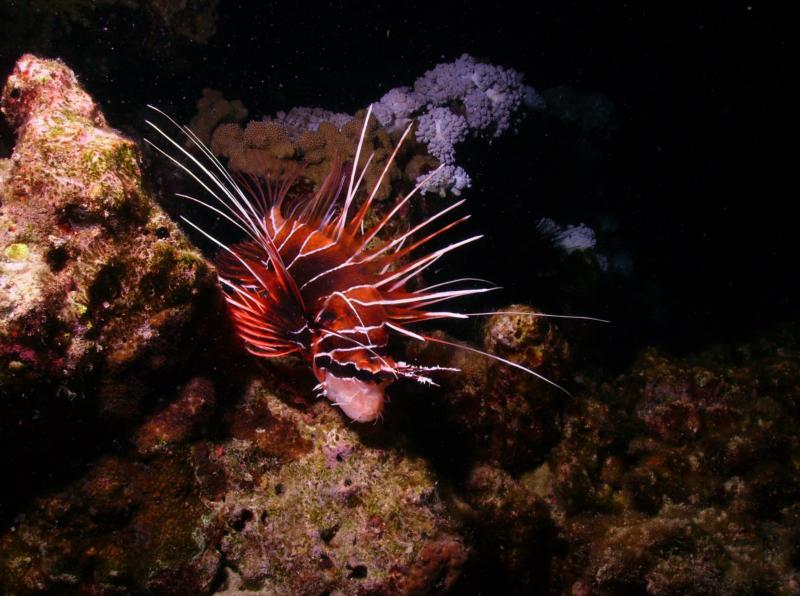 Clear-fin Lionfish (Night), Egypt