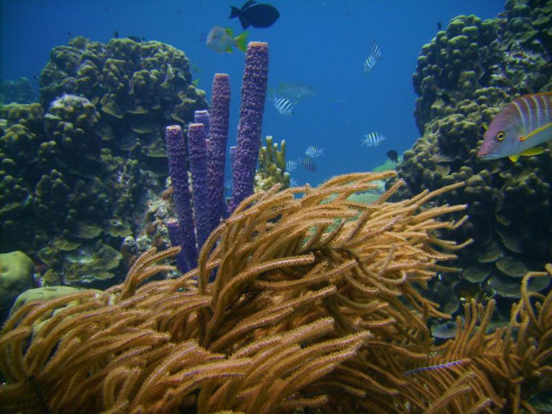 Reef Scene, Bonaire