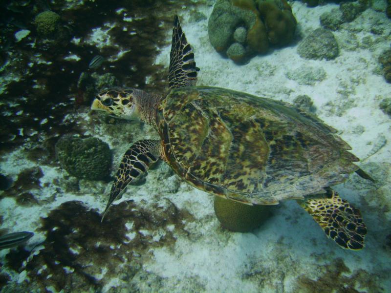 Hawksbill Sea Turtle, Bonaire